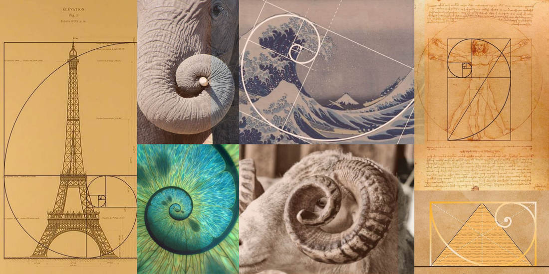 The Fibonacci Spiral: A Pattern Written into Nature